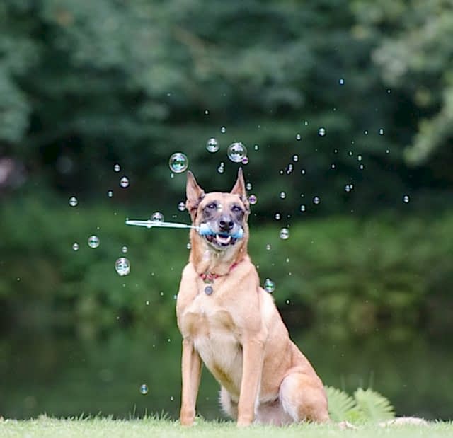 bubble_show